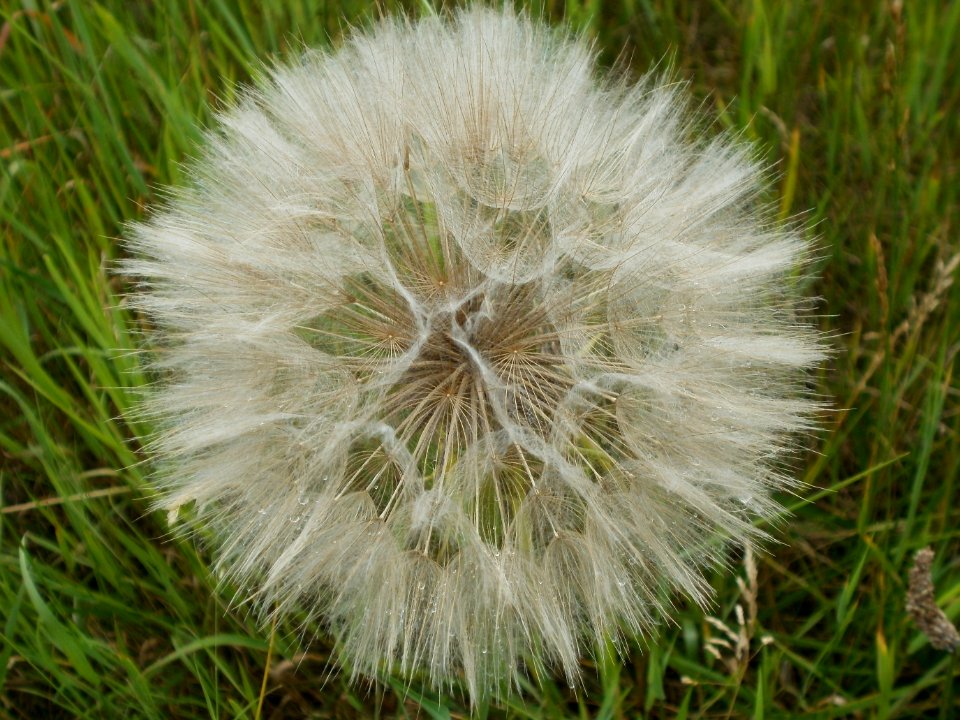 20120611Wiesenbluete_Hockenheim18