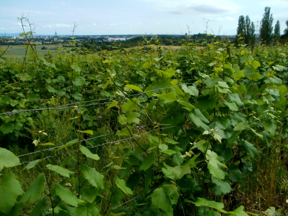 20120616Floersheimer_Warte04