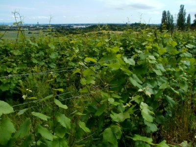 20120616Floersheimer_Warte04