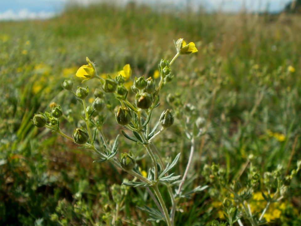 20120611Wiesenbluete_Hockenheim02