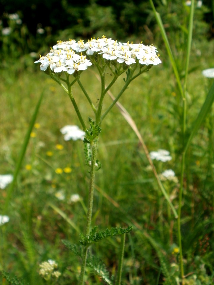 20120607Schafragbe_Hockenheim