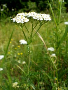 20120607Schafragbe_Hockenheim