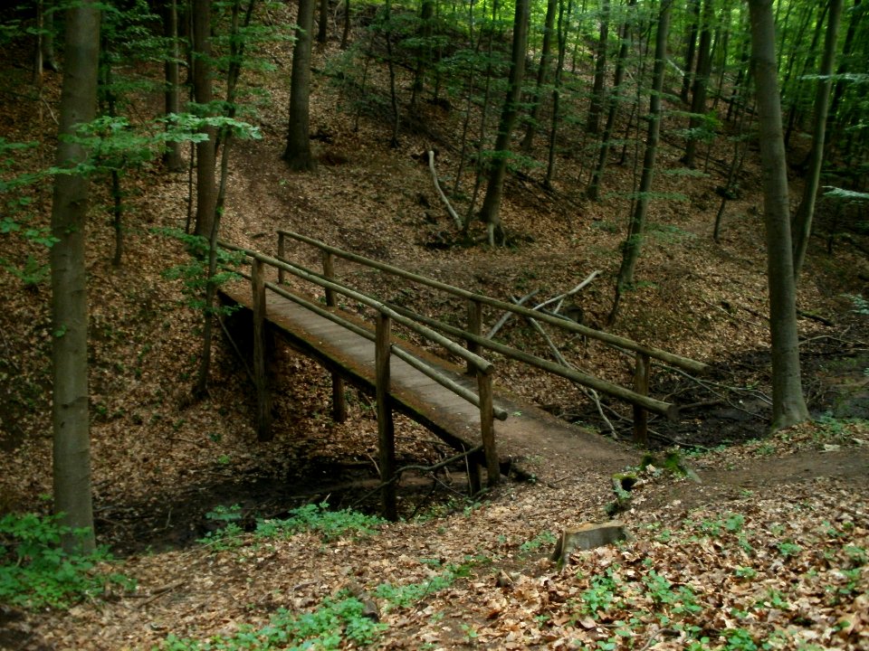20120605Stadtwald_St_Johann3
