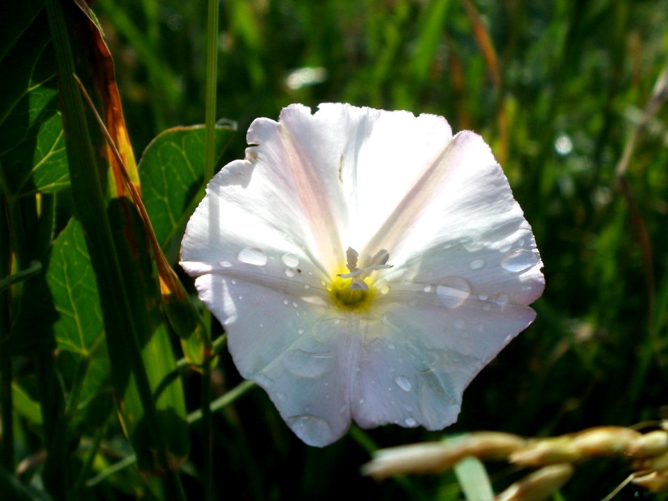 20120611Wiesenbluete_Hockenheim06