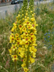 20120619Verbascum_nigrum1