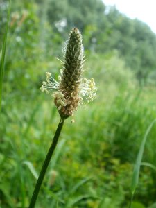 20120610Plantago_lanceolata3