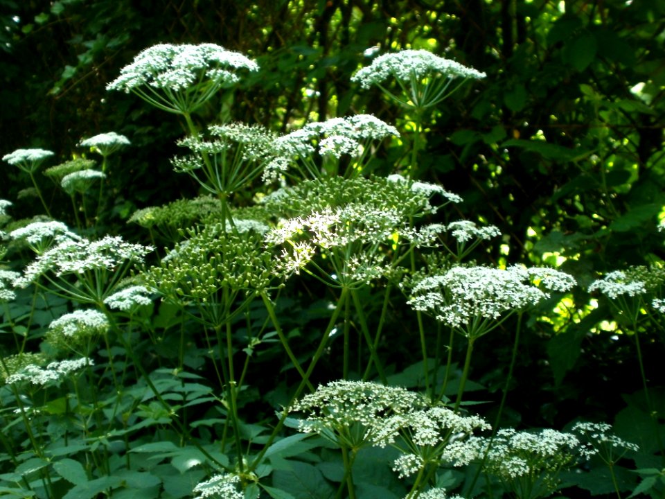 20120621Aegopodium_podagraria3