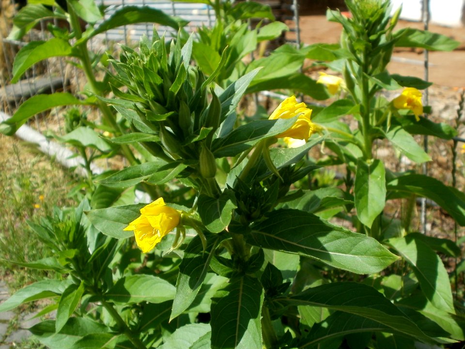 20120621Oenothera_biennis1