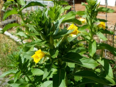 20120621Oenothera_biennis1