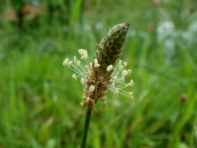 20120621Plantago_lanceolata17