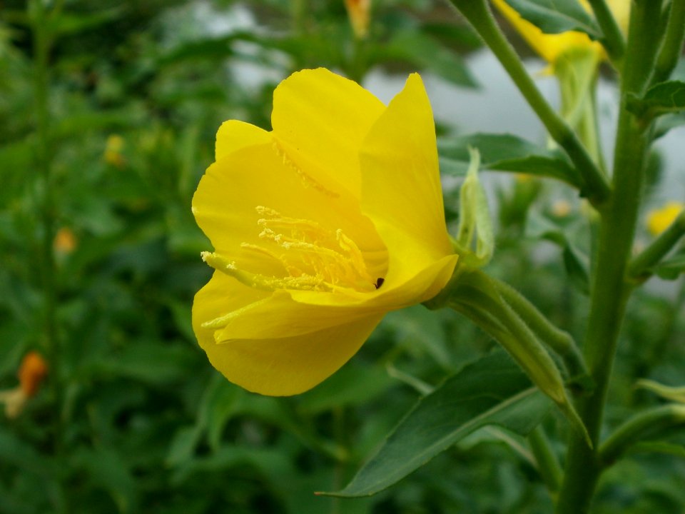 20120621Oenothera_biennis3