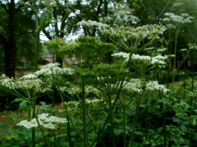 20120619Staden_Saarbruecken1