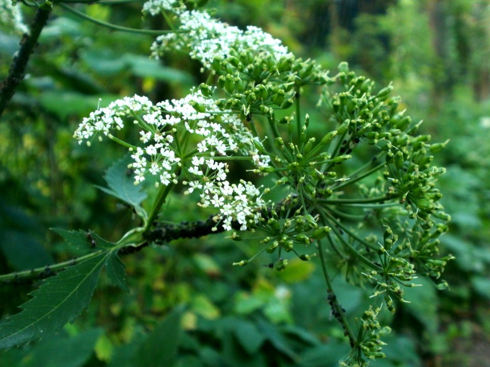 20120621Aegopodium_podagraria1
