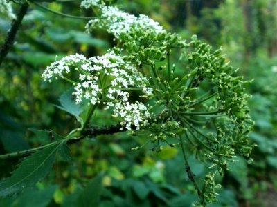 20120621Aegopodium_podagraria1