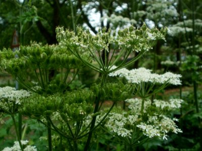 20120619Staden_Saarbruecken2