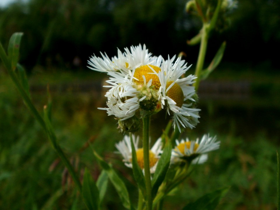 20120621Erigeron_annuus02