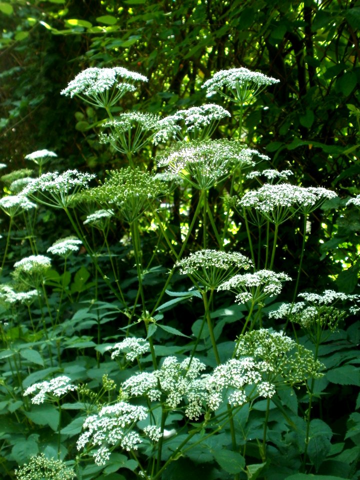 20120621Aegopodium_podagraria2