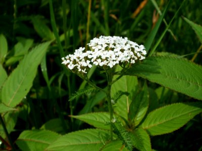 20120621Achillea_collina05