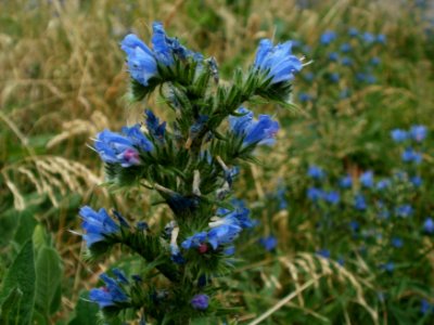 20120619Echium_vulgare3