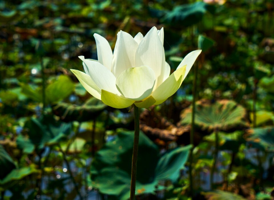 Beauty beautiful the leaves are