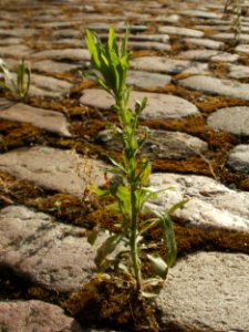 20120615Nordenstadt04