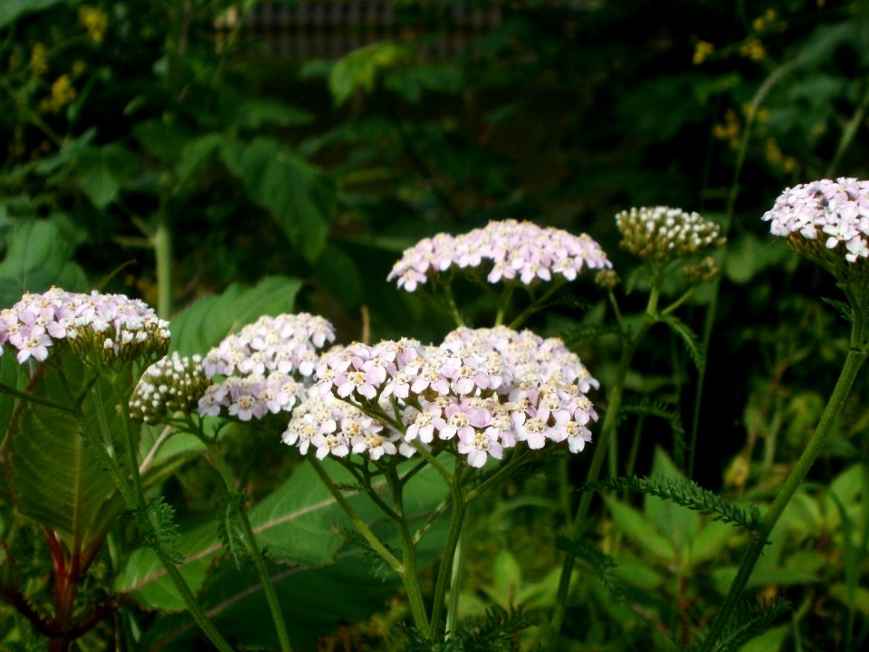 20120621Achillea_collina06