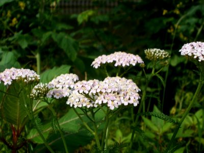 20120621Achillea_collina06