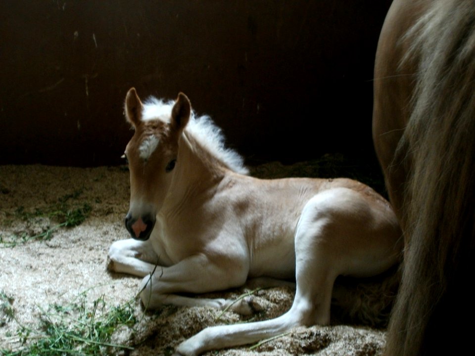 20120616Domaene_Mechtildshausen01