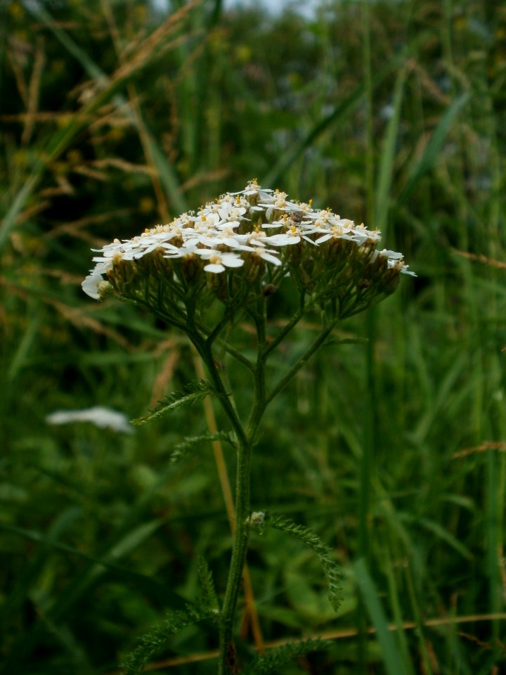 20120621Achillea_collina04