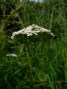 20120621Achillea_collina04