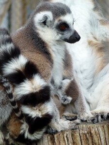 Lemur's mother and baby cuddles