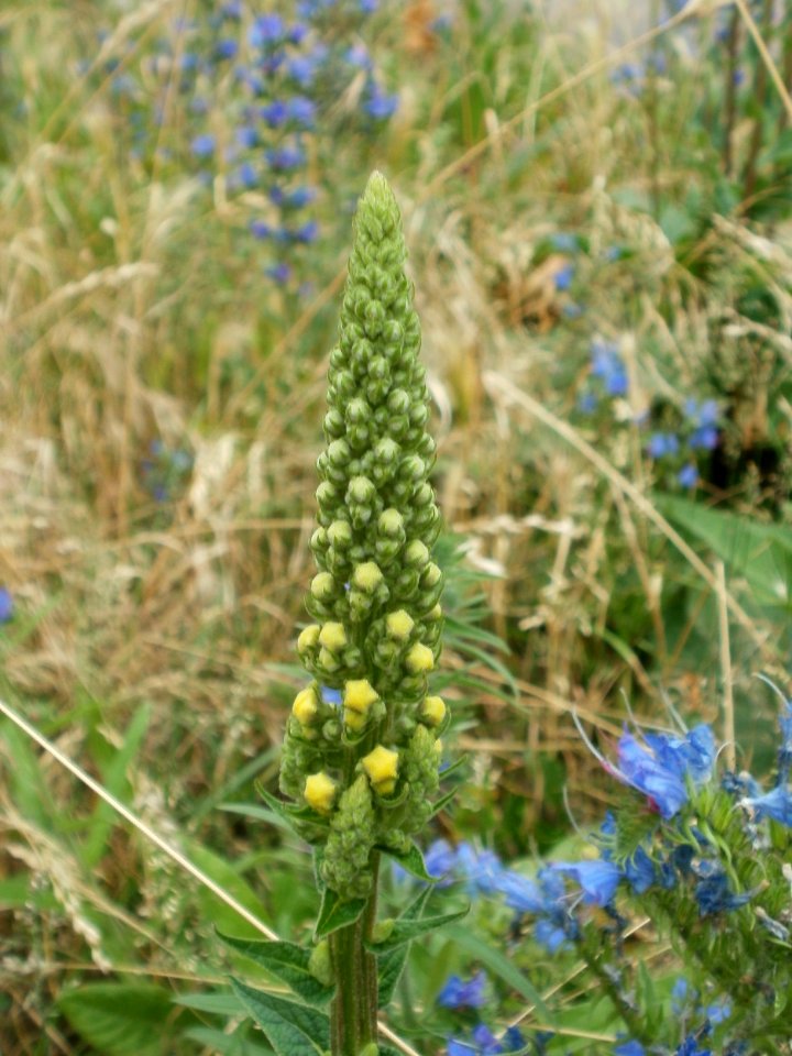 20120619Verbascum_nigrum3