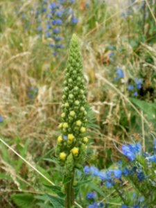 20120619Verbascum_nigrum3