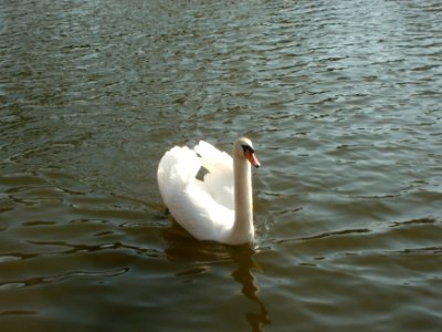 20120321Schwaene_Saar3