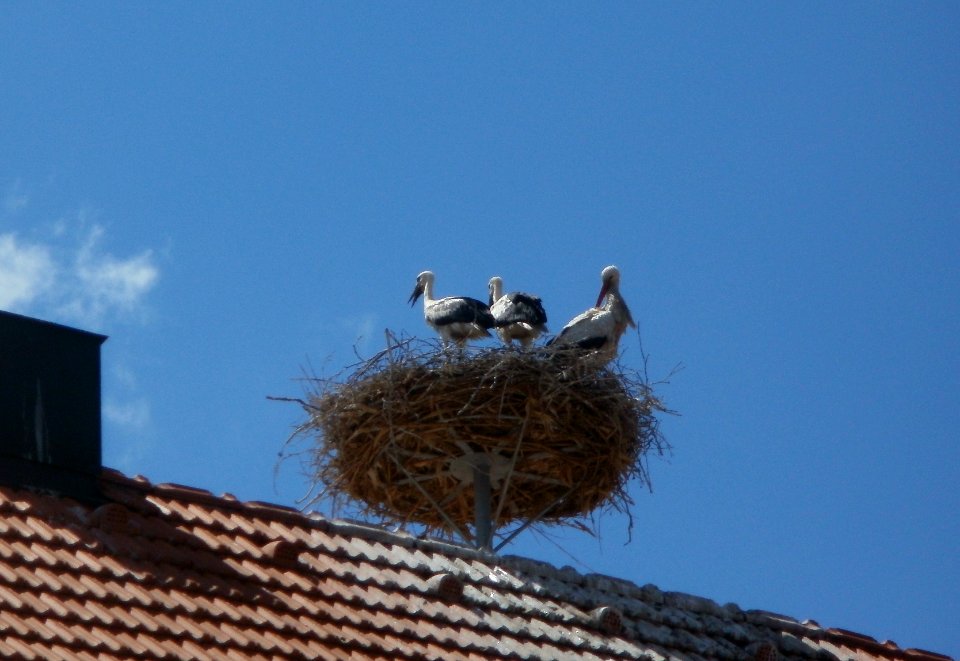 20120617Storchennest_Hockenheim