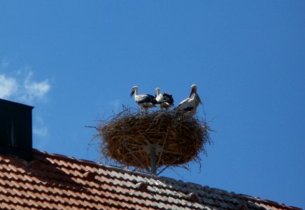 20120617Storchennest_Hockenheim