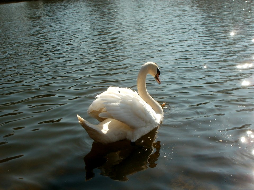 20120321Schwaene_Saar6
