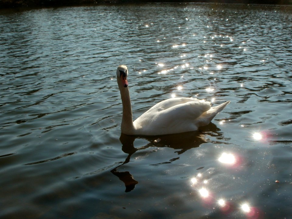 20120321Schwaene_Saar1