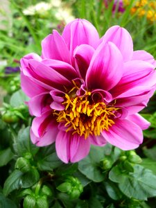 Not winter-hardy blooms summer until late autumn