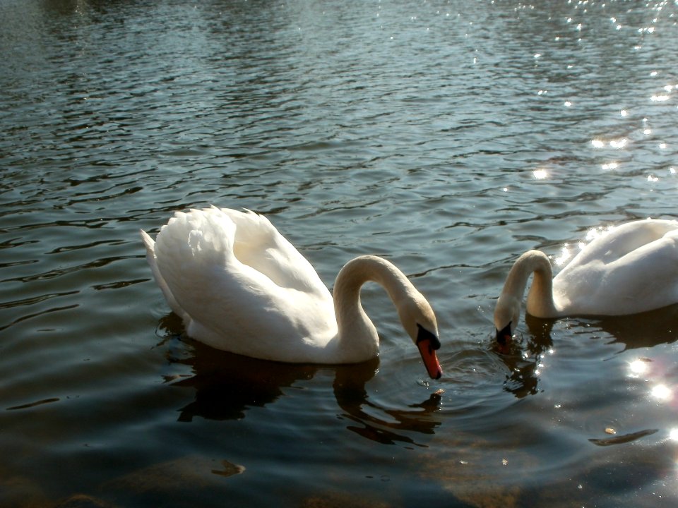 20120321Schwaene_Saar4