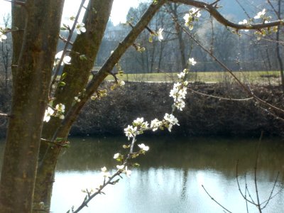 20120321Blueten_Staden5