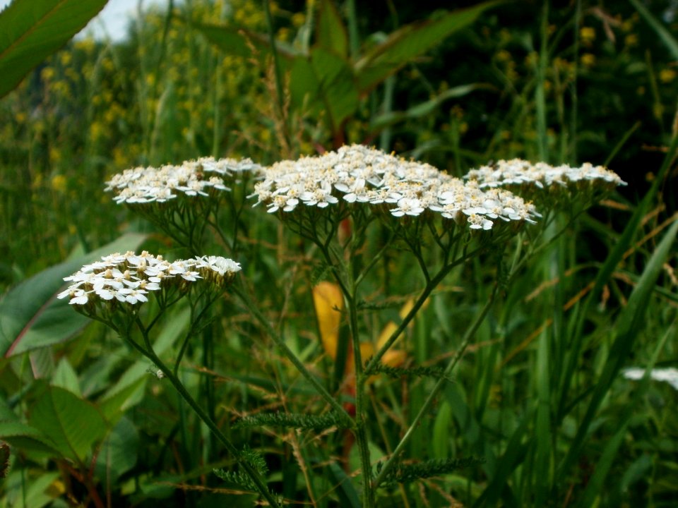 20120621Achillea_collina03