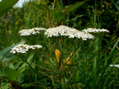 20120621Achillea_collina03