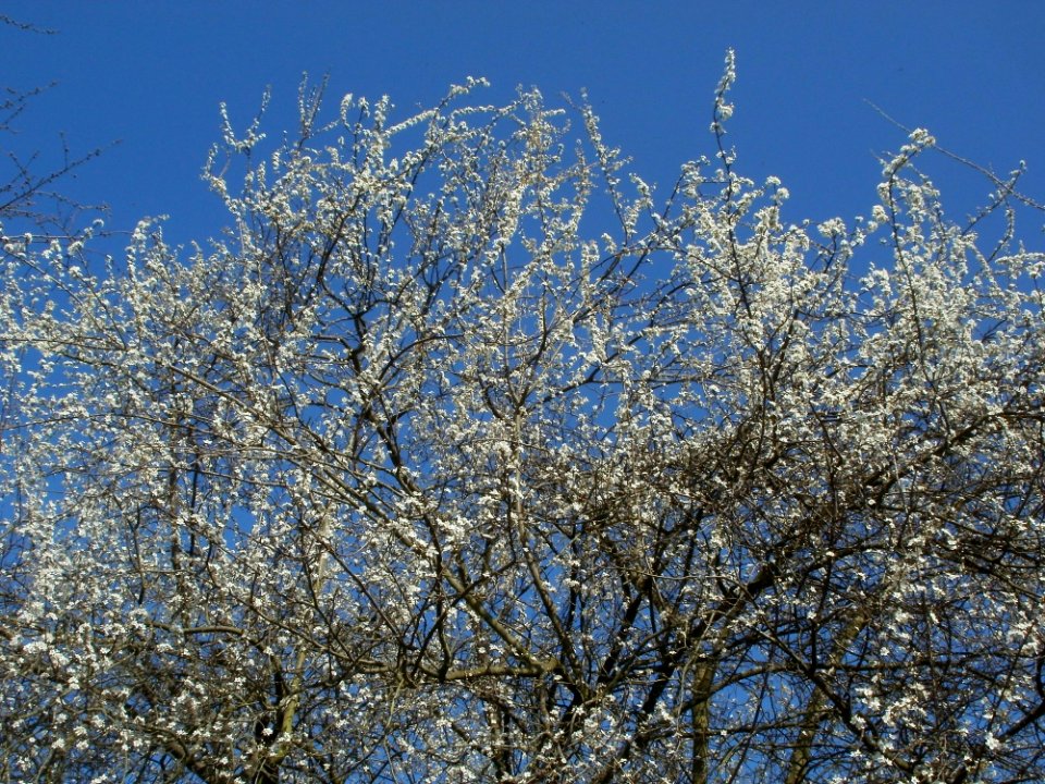 20120321Blueten_Staden1