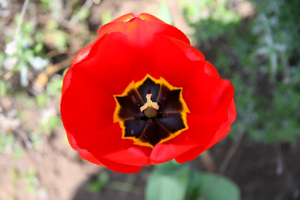 Flower spring red