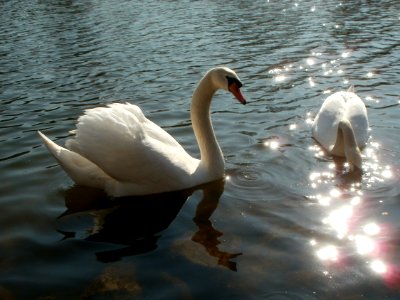 20120321Schwaene_Saar5