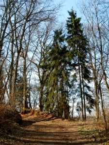 20120324Picea_abies