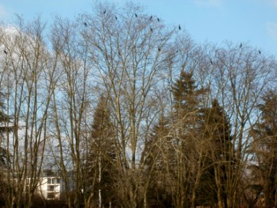 20120226Bismarckanlage_Saarbruecken2