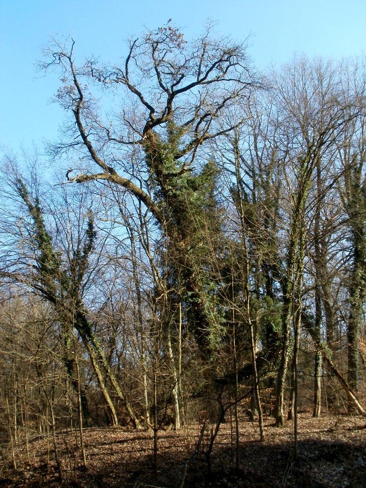 20120316Wasserloch_Hockenheim02