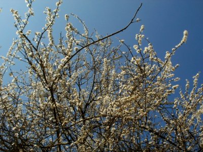 20120321Blueten_Staden2
